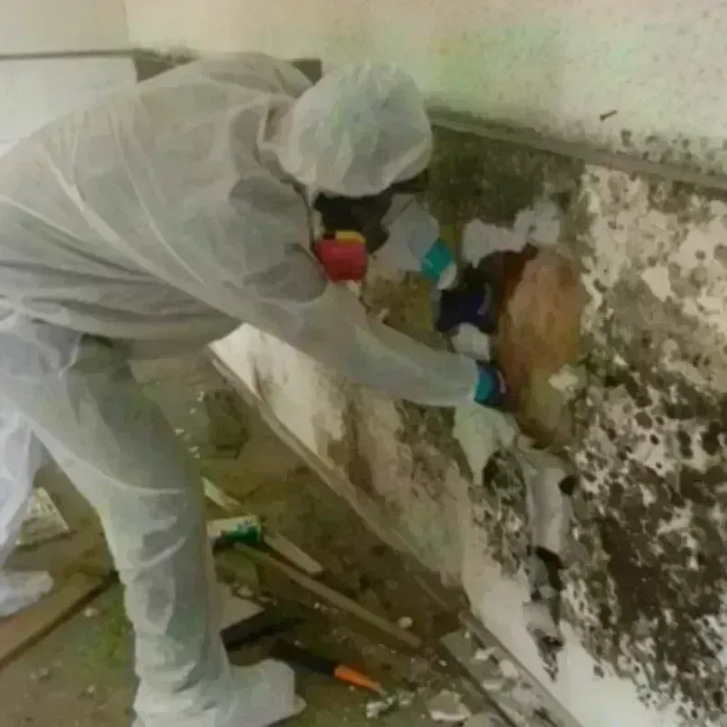 Mold Remediation and Removal in Kinsley, KS